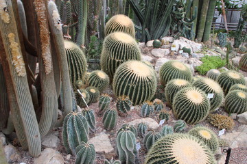 Large beautiful cacti