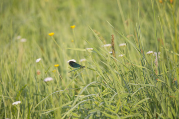 A blue-lying demoiselle sits in the light of the morning sun on a blade of grass