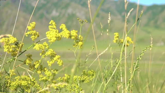 The medicinal plant Galium verum (lady's bedstraw) sway in the wind in the field among the grasses. In the background a mountain range.
