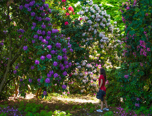 Girl in the Flowers
