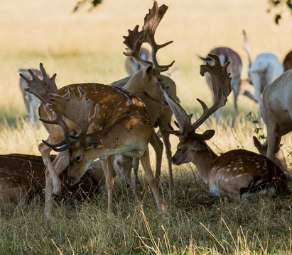 Fallow Deer sheltering under a tree for shade from the hot sun.