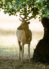 Fallow Deer sheltering under a tree for shade from the hot sun.
