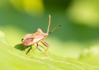 Beetle on a leaf