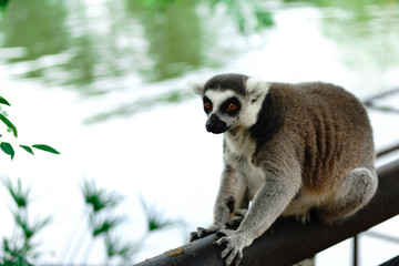 Close-up portrait of lemur catta (ring tailed lemur) at the khaokheow open zoo thailand.