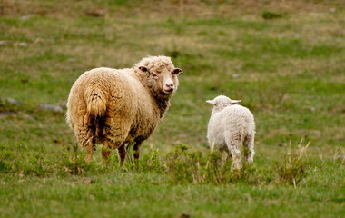 Russia. The South Of Western Siberia. mountain Altai. Lush pastures on the slopes of lake Teletskoye.