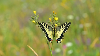 Papilio machaon   329