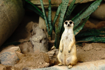 Funny looking alert meerkat (Suricata Suricatta) standing on guard on a tree stump. Cute animals in nature landscape background.