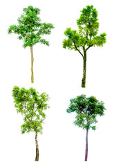 Fototapeta premium Four Tree collection on white background,clipping paths.