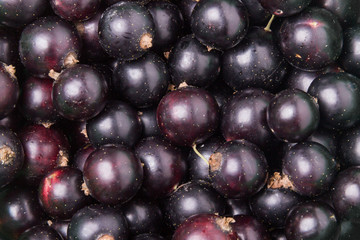 Berry blackcurrant many