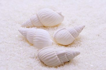 Close up sea shells on the beach,focus on center.