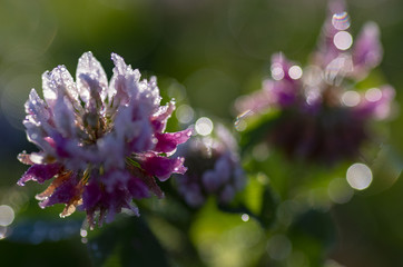 Polne kwiaty ujęcie makro. © Aneta