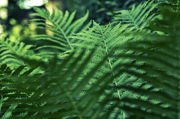 Liście paproci, ujęcie makro.  © Aneta