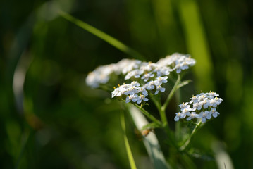 Milfoil flowers on a summer meadow on a sunny day