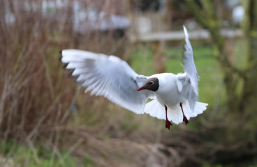 Flying seagull