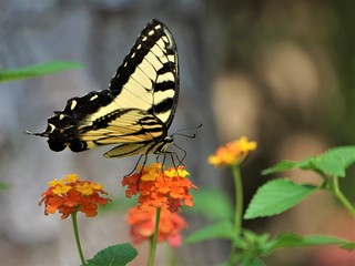 A pretty Swallowtail butterfly enjoy sipping nectar from Lantana flower (Lantana camara) on soft focus garden background, Summer in GA USA.