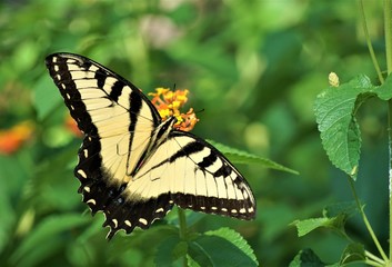 A pretty Swallowtail butterfly enjoy sipping nectar from Lantana flower (Lantana camara) on soft focus garden background, Summer in GA USA.