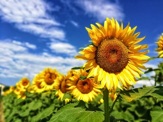 girasole in estate © fotoforfun