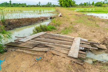 Fototapeta na wymiar Old wood bridge for cross to go rice field.