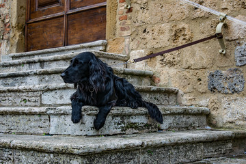 cane nero seduto sulle scale © fotoforfun