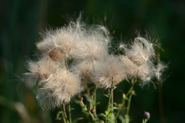Ripe thistle on a summer meadow close up