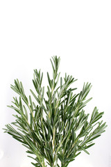 Bunch of fresh  rosemary isolated on white background