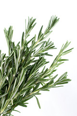 Twig of rosemary on a white background