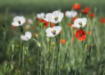 Poppies on the field