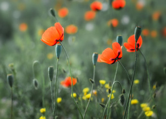 Obraz premium Poppies on the field