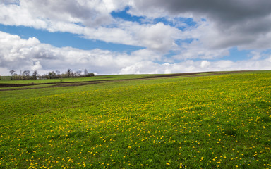 Dandelion Meadow with Cloudy Sky