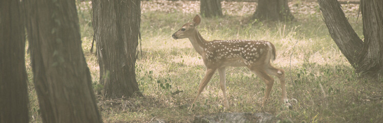Deer in the Woods