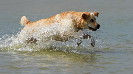 Yellow labrador runs along the coast