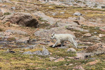 Cute Mountain Goat Kid