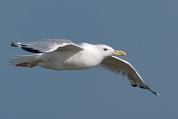 Fototapeta na wymiar White seagull in flight