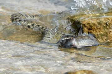 Water snake swallows fish