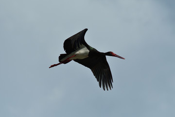 black stork flying in the sky  close up 