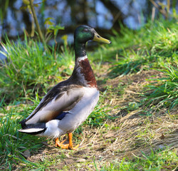 Duck on the grass