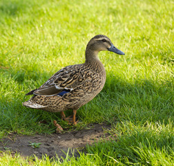 Duck on the grass