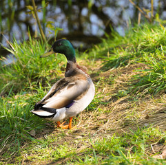 Duck on the grass, looking on the side