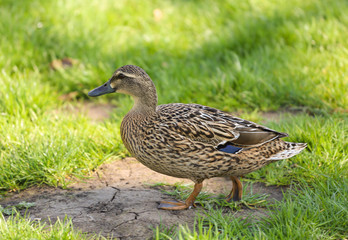 Duck on the grass
