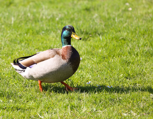 Duck on the grass