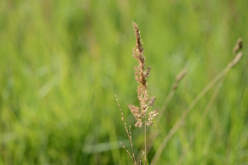 Grass on a summer meadow illuminated by the sun close up