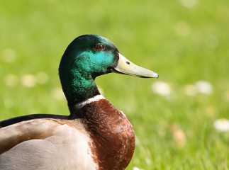 Duck on the grass