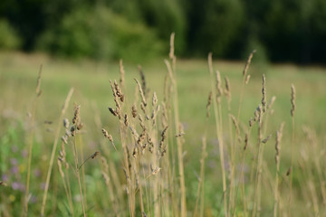 Grass on a summer meadow illuminated by the sun close up