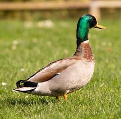Duck on the grass