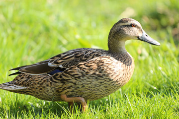 Duck on the grass