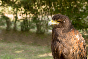 Ritratto di rapace