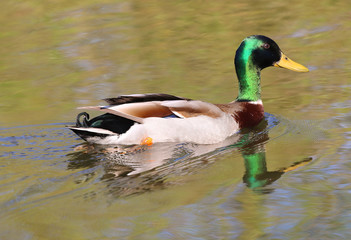Duck swimming in a pond
