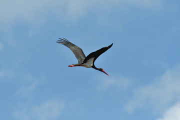 black stork flying in the sky  close up 