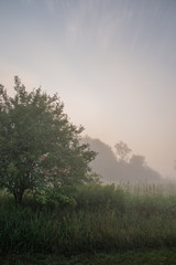 Fototapeta na wymiar Pasture and trees in morning misty fog on a farm