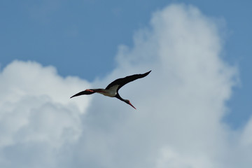 black stork flying in the sky  close up 